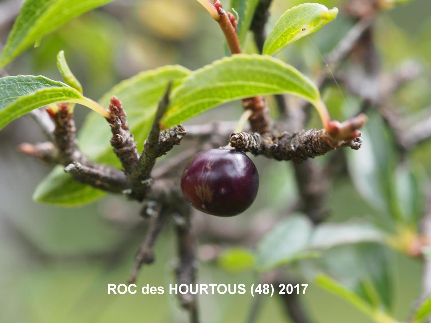 Buckthorn, (Rock) fruit
